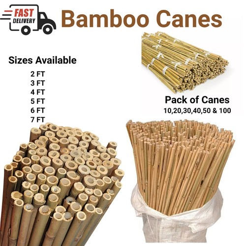 Bamboo canes garden - canes, plant