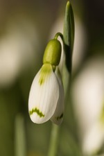 Galanthus 'Wol Staines'
