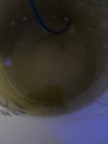 Litre live rotifers - litre,