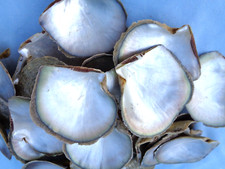 5 X BLACKLIP OYSTER SEA SHELLS 5 - 6 CM MOTHER OF PEARL SILVER IRIDESCENT Shell