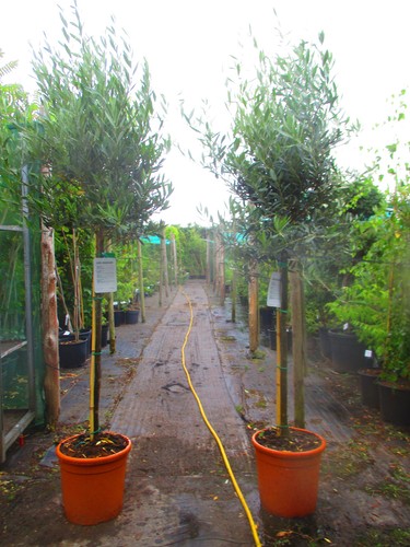 7ft inc pot hardy - inc.,