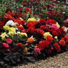 Begonia Nonstop Mocca Mixed -