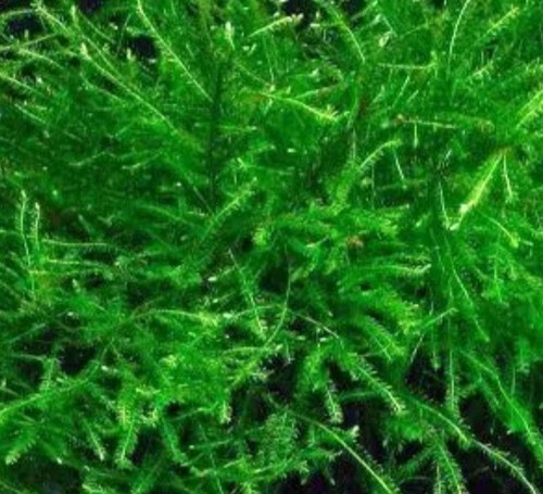 Java moss 20g - java,