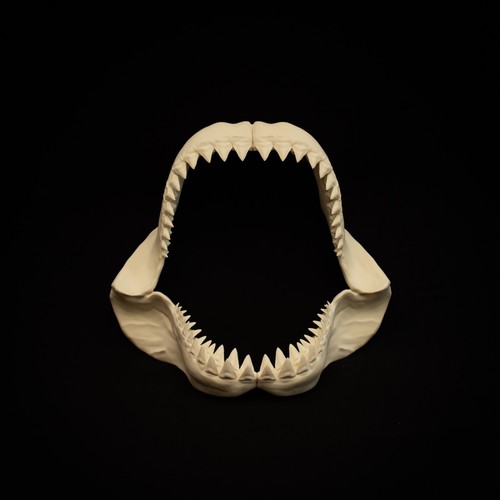 Great white shark jaw - white, replica