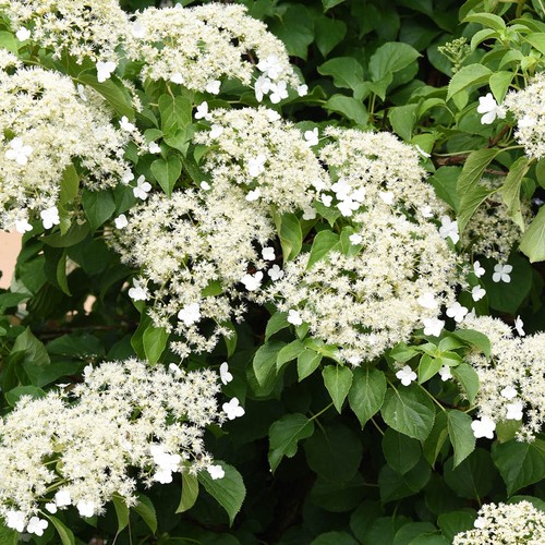 Climbing hydrangea - climbing,