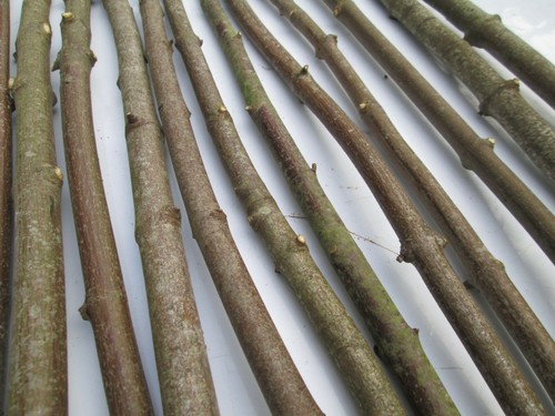 10x 90cm natural sycamore wood - natural,