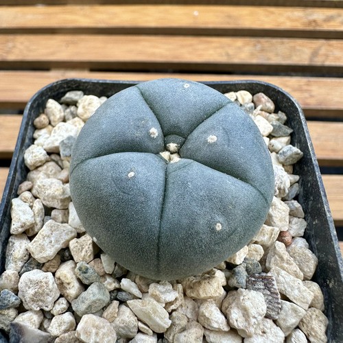Copiapoa ariocarpus aztekium - ariocarpus,