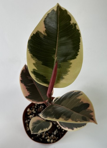 Ficus tineke elastica - -, rubber