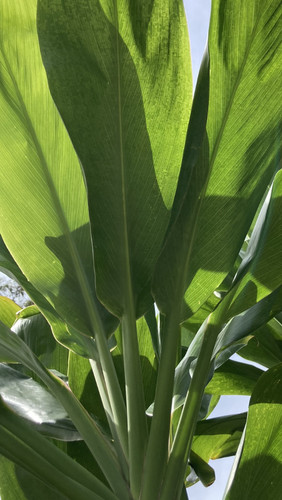 Cuttings cordyline - 48,