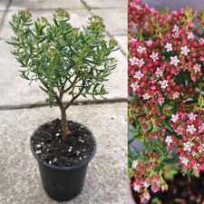 Crassula sarcocaulis UK Hardy Bonsai Jade Plant  Outdoor Bonsai in 9cm Pot