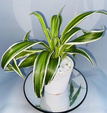 Spider Plant | Chlorophytum