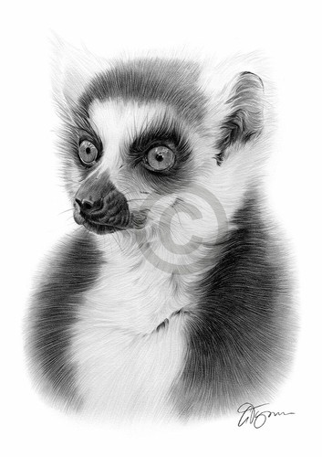 Ring tailed lemur pencil - ring-tailed,