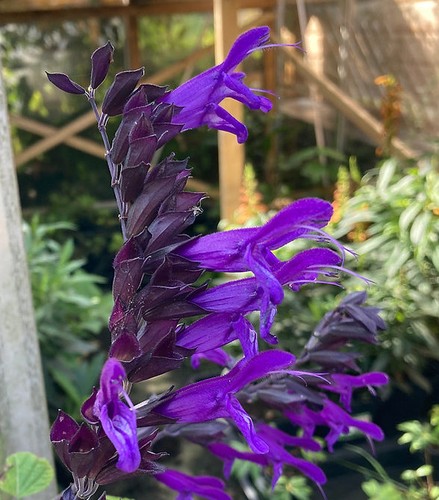 Salvia amistad plug plants - 6,
