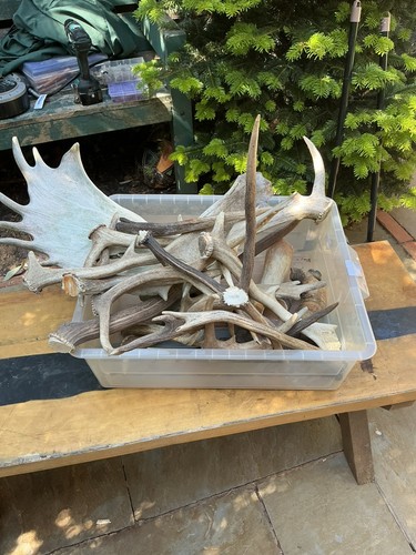 Collect only stag antlers and - collect,