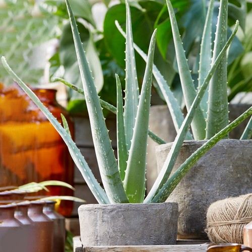 Aloe vera large - large, exotic