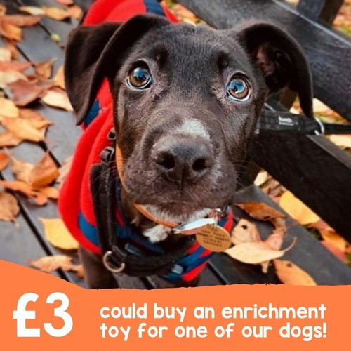 Oak tree animals charity - tree,