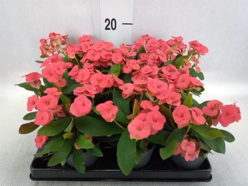 Euphorbia milii vulcanus - milii,