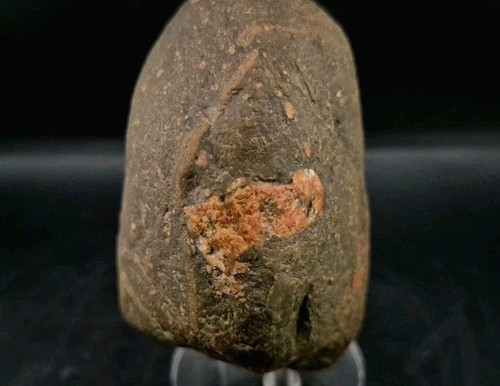 Real permineralized dinosaur - real,