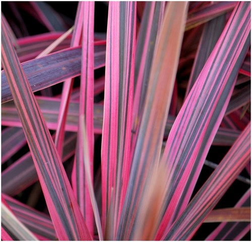 Cordyline southern splendour - cordyline, splendour'