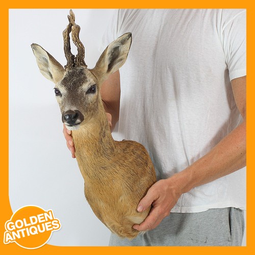 Real roe deer head - real, antlers