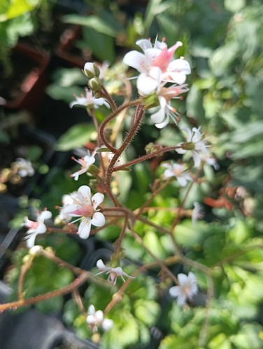 Saxifraga urbium - 3, ×
