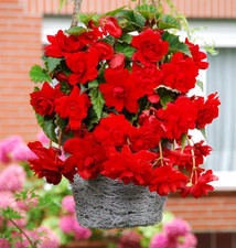 Begonias Double Red - Large XL
