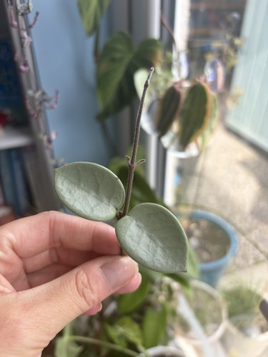 Hoya mathilde grey fairy fresh - hoya,