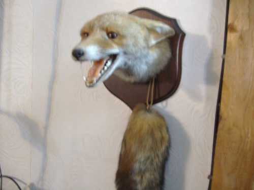 Taxidermy fox head - taxidermy,