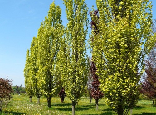Fagus sylvatica dawyck - sylvatica,