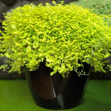 Soleirolia Helxine Yellow |