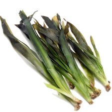 Vallisneria Gigantea GIANT