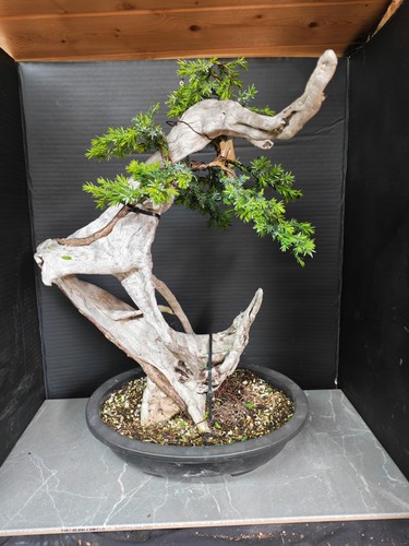 Tanuki needle juniper bonsai - tanuki,