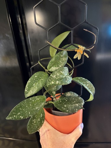 Hoya dalton henry a cross - hoya,