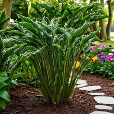 Hosta Praying Hands Plant 2L