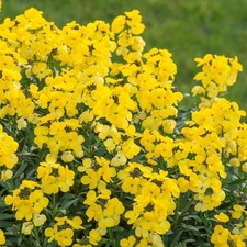 6 Erysimum Golden Jubilee