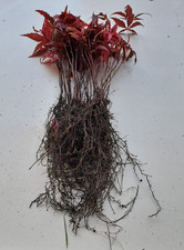 50 X Bareroot Japanese Maple