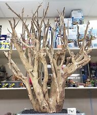 Talawa Wood Aquarium  Reptile