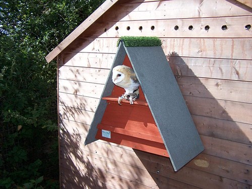 Barn owl nest box - owl,