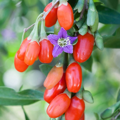 Fruit bush plant goji berry - fruit, plant,