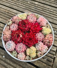 Shallow white round bowl