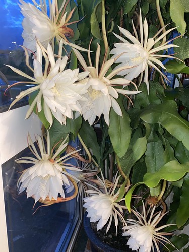 Epiphyllum orchid queen of - orchid, 'queen