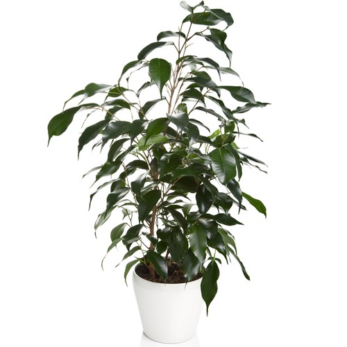 Ficus danielle 30 40cm - danielle, |