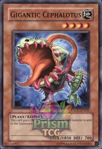 Gigantic cephalotus csoc en025 - gigantic,