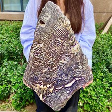 11LB  Natural zebra stone slices/black stripes/purple fluorite symbiosis