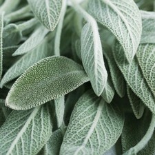 Herb Sage – Broad Leaved