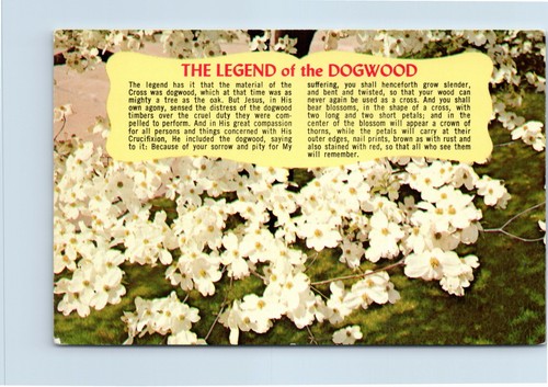 Legend dogwood tree c1960s - of,