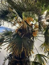 Growing baby x9 Palm Trees Uk