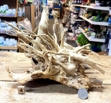 Med/Large Shinrin Root Wood