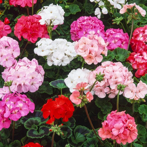 Geranium horizon mix - f1,