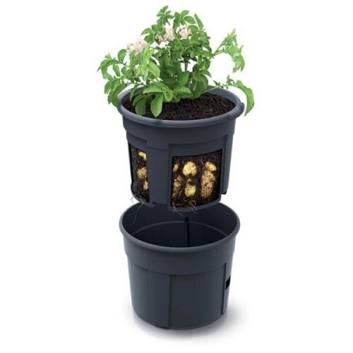 Potato grow pot planter - grow,